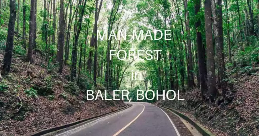 Man-Made Forest Baler Bohol Philippines